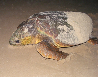 The nesting grounds of Loggerhead and Leatherback turtles in southern ...